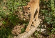 commercial footprint analysis summary