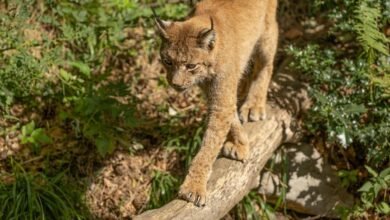 commercial footprint analysis summary