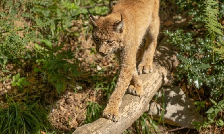 commercial footprint analysis summary