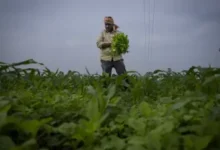 How Do the Weather Reports Affect Farming in Andhra Pradesh?