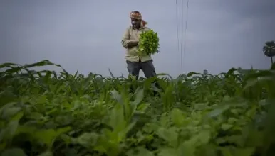 How Do the Weather Reports Affect Farming in Andhra Pradesh?