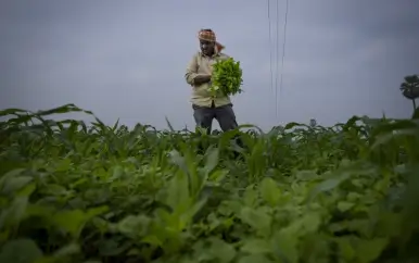 How Do the Weather Reports Affect Farming in Andhra Pradesh?